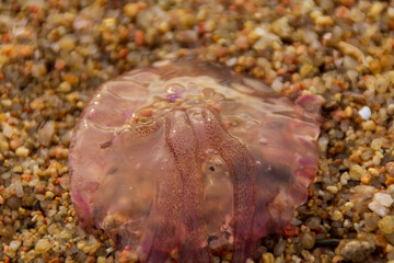 Obraz na płótnie Canvas jellyfish in the sand