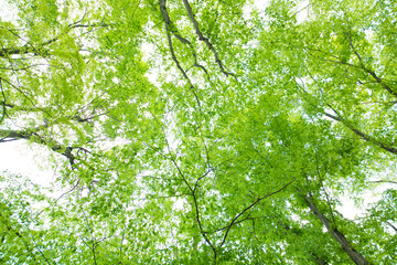 新緑の樹木