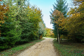 Chemin de forêt en automne