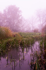 Beautiful wetland landscape in autumn with foggy weather (Duffel, Belgium)