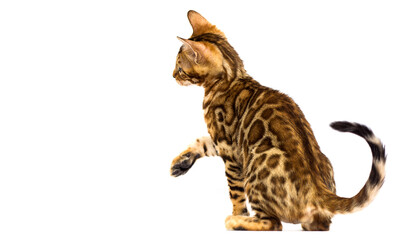 kitten sitting with his back, Bengal breed © Happy monkey
