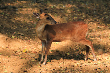 Chital, Cheetal, Spotted deer, Axis deer lie down and look at the camera isolated on background. This has clipping path. blur photo