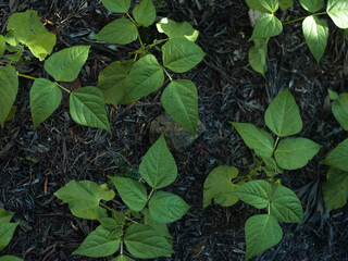 Bean plant growing in vegetable bed in early spring.