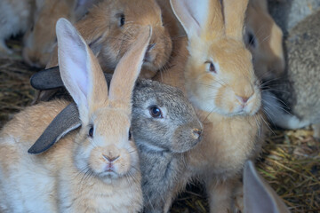 Group of small cute rabbits of different colors in a cage on the hay