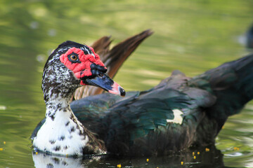 Close up portrait of a Muscovy duck bowing for the camera.blur photo