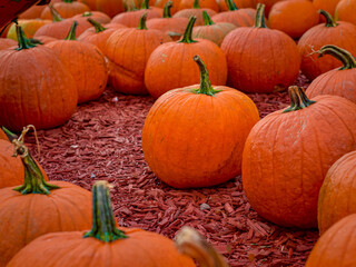 pumpkins on a farm