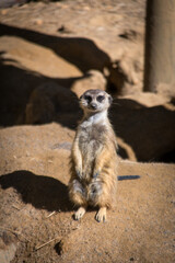 A meerkat/suricate standing up on two feet.