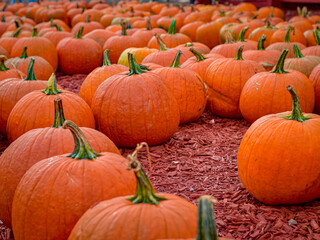 pumpkins in a field