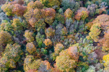 Naklejka na ściany i meble Aerial view of a forest in autumn