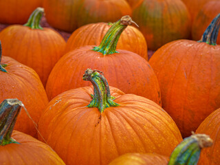 pile of pumpkins