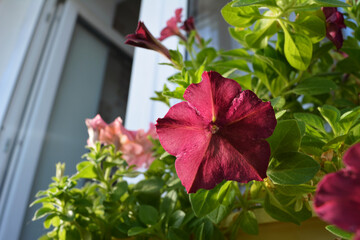 Bright petunia flowers in small garden on the balcony. Sunny summer day.