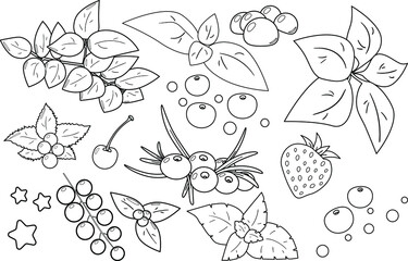 Сoloring elements for coloring book: Christmas berries and leaves
