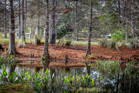 An Autumn scenic view of trees over a pond with green pickerel weeds.