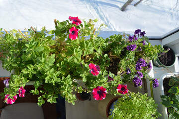 Beautiful container garden on the glass balcony in winter. Petunia flowers inside when it is snow outside. Top view.