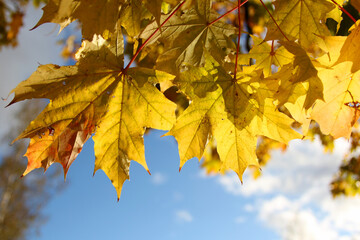 yellow maple leaves against the sky