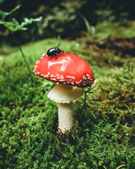 Fliegenpilz im Nadelwald