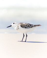 Sandpiper