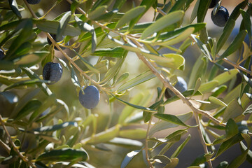 Ripe olives hang on the branches of an olive tree