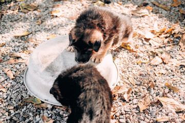 Two cute German shepherd puppies of black and red color play together in nature. Games of young...