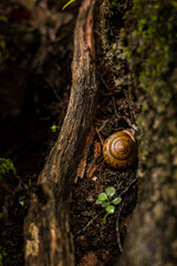 snail on a tree