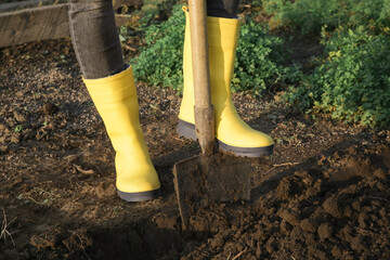 Woman in yellow rubber boots digging in garden with shovel. Soil preparation before planting,...