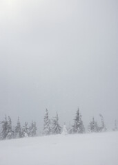 Snow-covered trees on a hillside.