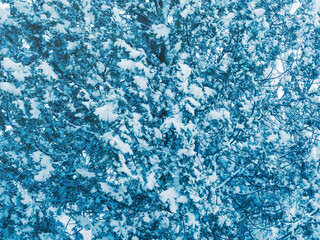 Winter tree branches covered with snow. Seasonal holidays mood natural background