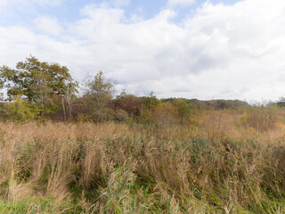 Nature reserve the Waverhoek, The Netherlands