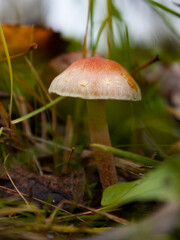 Close-up photo of growing in a forest single small mushroom consist of brown cap with orange top and white stem 