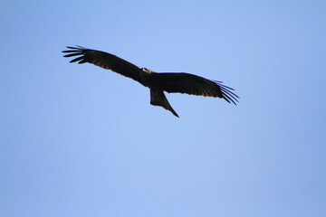 Fototapeta premium Photo of a eagle on a shed taken from below.blur background