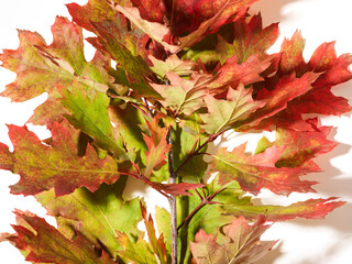 Autumn oak leaves close up over white background