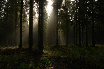 Düsterer Wald 