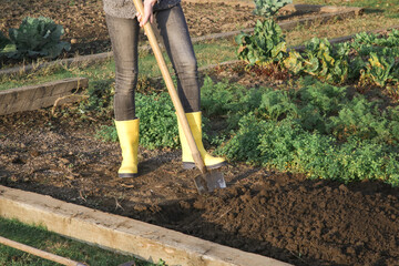 Woman in yellow rubber boots digging in garden with shovel. Soil preparation before planting,...