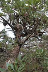 trees in the blue mountains in australia