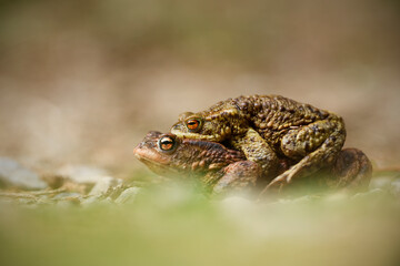Common toad couple is mating in grass at breeding time