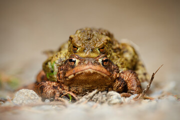 Common toad couple is mating in grass at breeding time