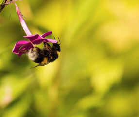 Summer bumblebee under a flower