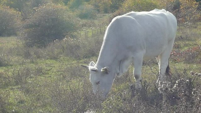 Mucca che mangia