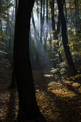 Fototapeta premium autumn in the forest