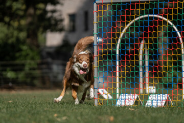 Hund im Hoopers Parcour