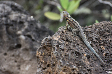 lagarto posado en piedra negra