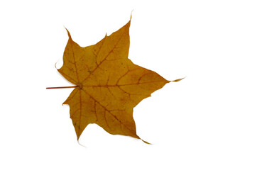 Rust orange maple leaf with very red veins