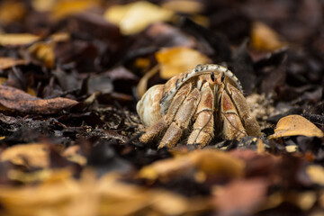 cangrejo ermitaño en playa con hojas 