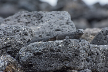 lagarto posado en piedra negra