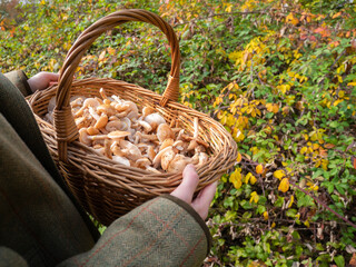 Armillaria mellea, honey fungus. Hands hold a basket full of edible mushrooms. Outdoor activity...