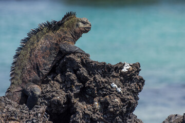 lagarto posado en piedra negra