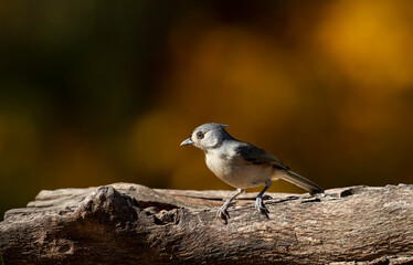 Tufted Titmouse