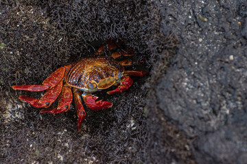 cangrejo rojo posado sobre piedra negra