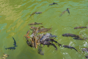 The Alcazar of the Christian Monarchs