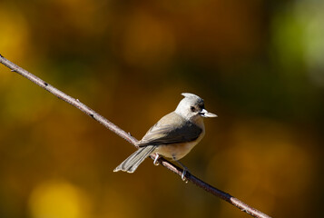 Tufted Titmouse